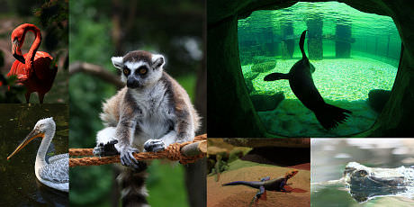 Canon-Zoom-Zoo-Praha